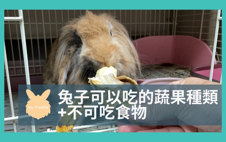 兔 可以吃 蔬菜 水果