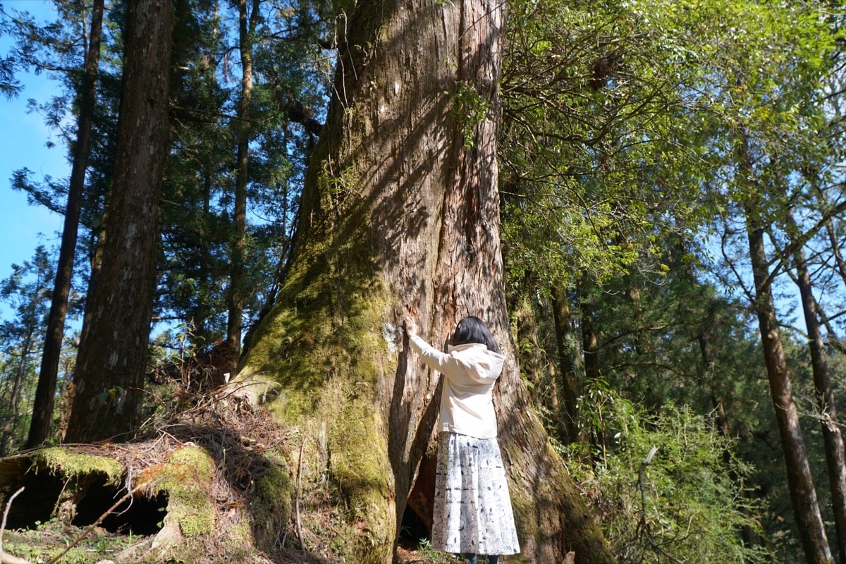 阿里山巨木群實走心得：圓心中一個念想