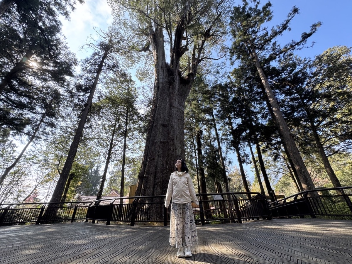 阿里山巨木群實走心得：圓心中一個念想